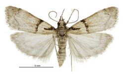 Eudonia colpota male.jpg