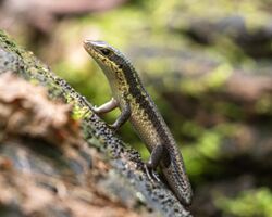 Eutropis andamanensis.jpg