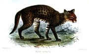 Drawing of dark spotted cat