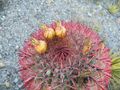 Ferocactus pilosus (5699776889).jpg