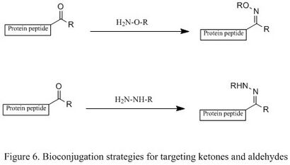 Figure 6. Bioconjugation strategies for targeting ketones and aldehydes.jpg