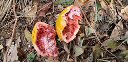 Fruit of Melodinus suaveolens.jpg