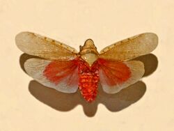 Fulgoridae - Omalocephala intermedia.JPG