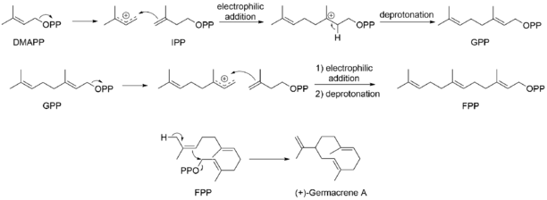 Germacrene A Biosynthesis.png