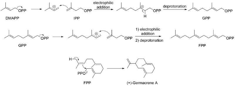 File:Germacrene A Biosynthesis.png