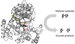 Glucosidase enzyme.png