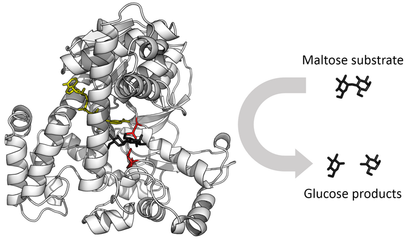 File:Glucosidase enzyme.png