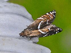 Glyphipterigidae - Glyphipterix simpliciella.JPG