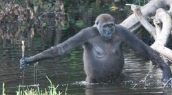Photo of a gorilla walking hip-deep in a pond, holding a stick