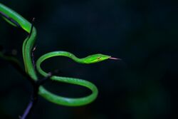 Green Vine Snake by Geoish.jpg