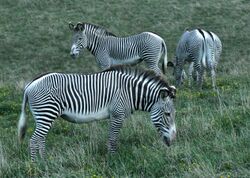 Three Grévy's zebras grazing
