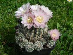 Gymnocalycium bruchii.JPG