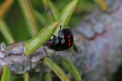 Heather ladybird (Chilocorus bipustulatus).jpg