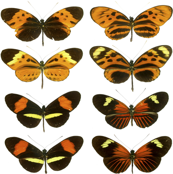 File:Heliconius mimicry.png