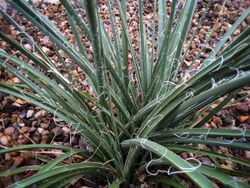 Hesperaloe parviflora.JPG