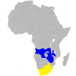 Hirundo albigularis distribution map, sans legend.png