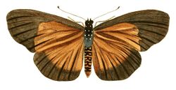 Illustrations of Exotic Entomology Acraea Umbra.jpg