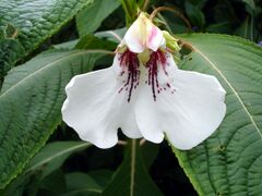 Impatiens tinctoria1b.UME.jpg