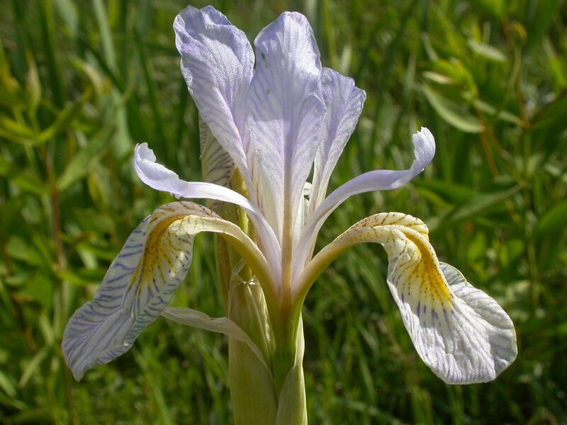 File:Iris missouriensis (3624887687).jpg