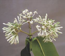 Ixora pavetta flower.jpg