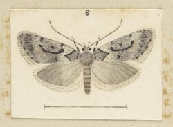 Izatha manubriata Fig 8 TePapa Plate XXX Thebutterflies (cropped).jpg