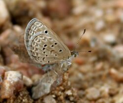 Lesser Grass Blue (Zizina otis) trying to mate in Hyderabad, AP W IMG 8023.jpg