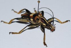 Longhorn Beetle (Anthribola decorata) (8540067514).jpg