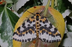Magpie moth (Abraxas grossulariata) 2.jpg