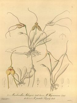 Masdevallia meleagris-Masdevallia wageneriana-Masdevallia pumila - Xenia 1-75 (1858).jpg