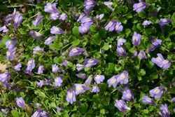 Mazus flowers closeup 8501.JPG