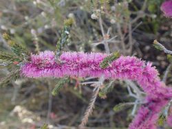 Melaleuca suberosa (2).jpg