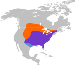 Melanerpes erythrocephalus map.svg