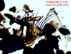 Microscopic Photos of Chitin.jpg