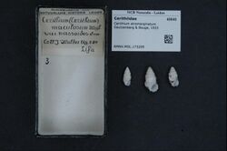 Naturalis Biodiversity Center - RMNH.MOL.173209 - Cerithium atromarginatum Dautzenberg & Bouge, 1933 - Cerithiidae - Mollusc shell.jpeg