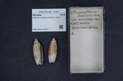 Naturalis Biodiversity Center - RMNH.MOL.212315 - Agaronia annotata (Marrat, 1871) - Olividae - Mollusc shell.jpeg