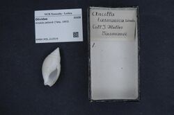 Naturalis Biodiversity Center - RMNH.MOL.212519 - Amalda petterdi (Tate, 1893) - Olividae - Mollusc shell.jpeg