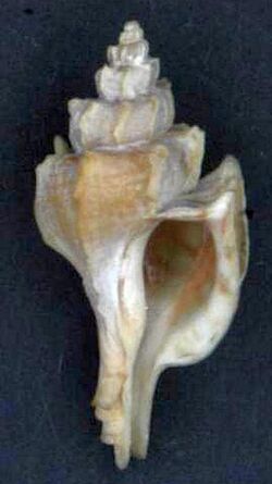 Naturalis Biodiversity Center - ZMA.MOLL.27876 - Boreotrophon candelabrum (Reeve, 1848) - Muricidae - Mollusc shell 2.jpeg