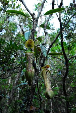 Nepenthes justinae upper pitchers.jpg