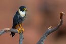 OFalco rufigularis Bat Falcon.jpg