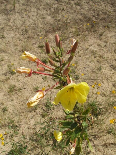 File:Oenothera erythrosepala - Große Nachtkerze - Grote teunisbloem - l'Onagre à sépales striés de rouge - Evening Primrose.JPG