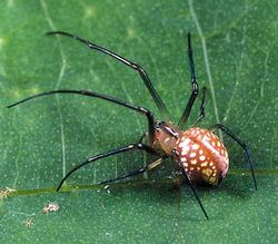 Okileucauge.sasakii.female.-.tanikawa.jpg