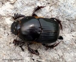 Onitis virens (Lansberge, 1875) 20 mm (16222092197).jpg