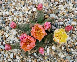 Opuntia fragilis 'Frankfurt' (WikiPlant).jpg