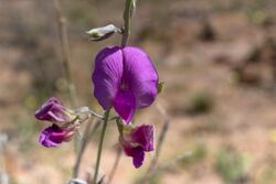 Otoptera burchellii-1736 - Flickr - Ragnhild & Neil Crawford.jpg
