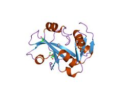 PDB 1dbu EBI.jpg