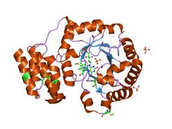 PDB 1vhn EBI.jpg