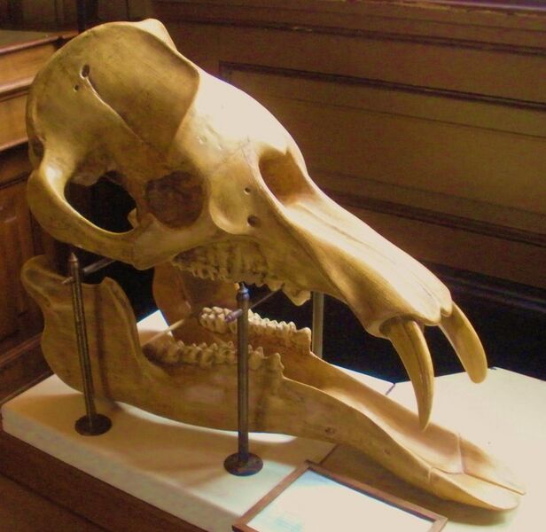 File:Palaeomastodon beadnelli.jpg