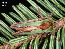 Parasa pygmy male2.jpg