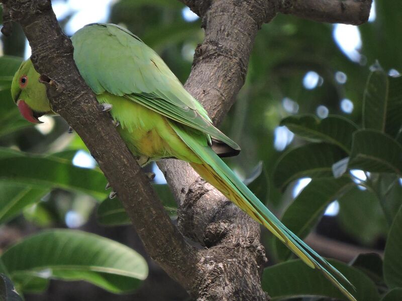 File:Parrot between two branches at city bird sanctuary, Chandigarh, India.jpg