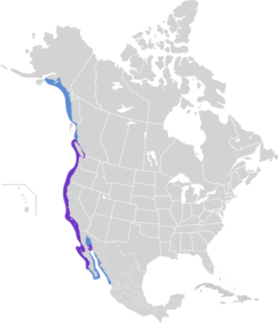 Phalacrocorax penicillatus map.svg